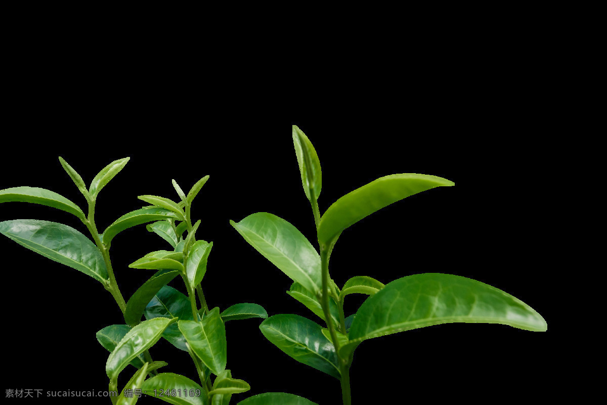 茶叶 树 绿色植物 枝头 夏季 装饰 茶叶树 绿色 植物 png格式