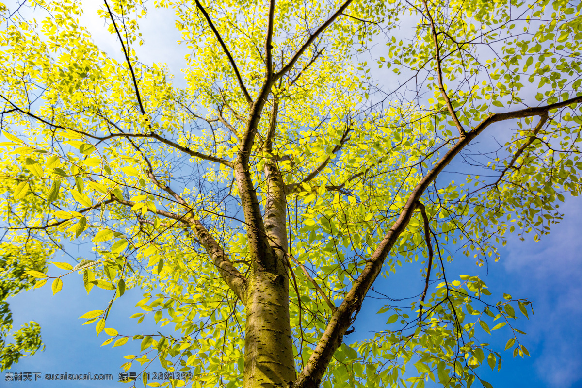 树 绿树 蓝天 阳光 绿叶 树叶 自然景观 自然风景