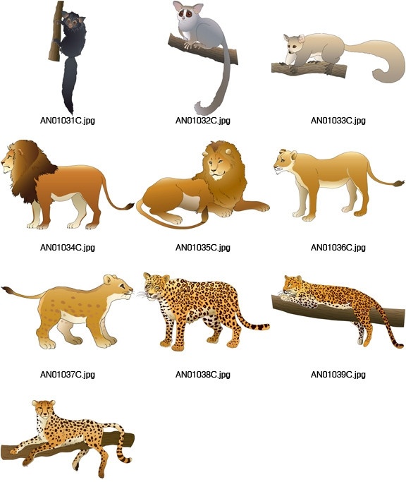 矢量动物素材 狮子 猎豹 母狮 幼狮 雄狮 豹子 金钱豹 树懒 动物素材 动物矢量素材 动物 野生动物 生物世界 矢量