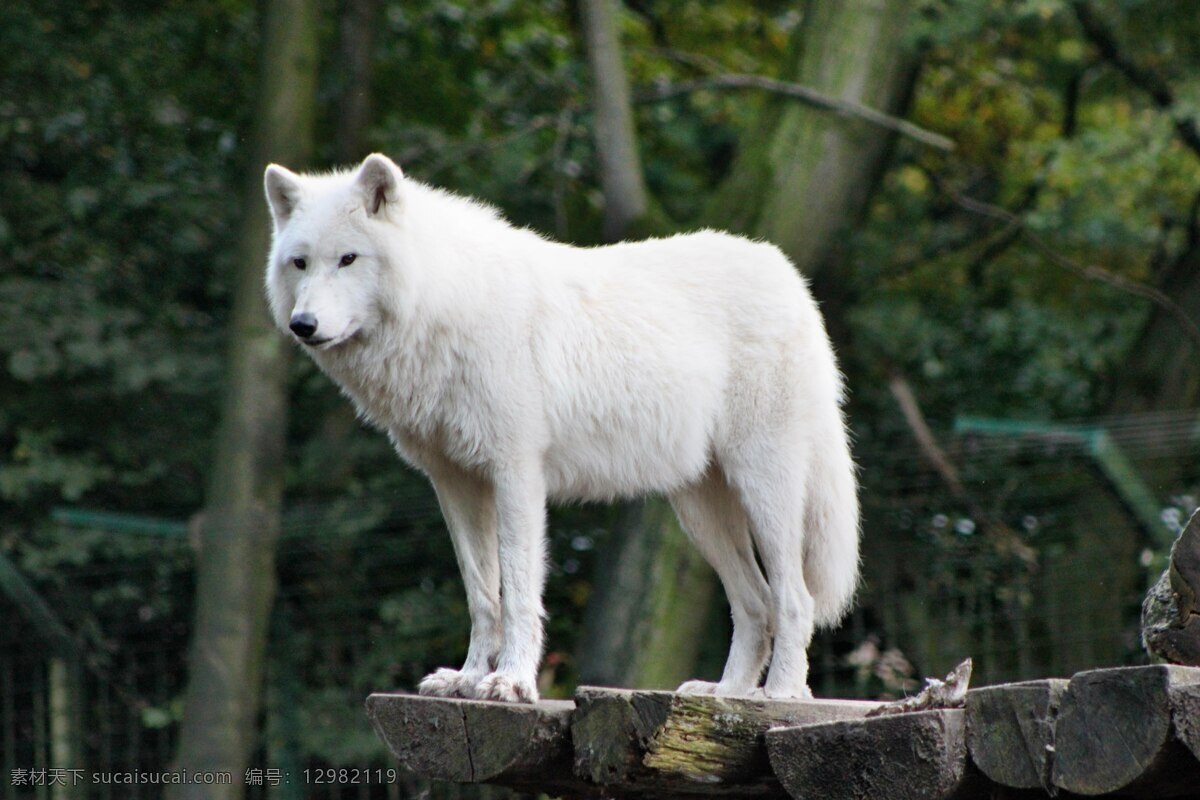 白狼 狼 大尾巴狼 秋天 山林 野生动物 生物世界