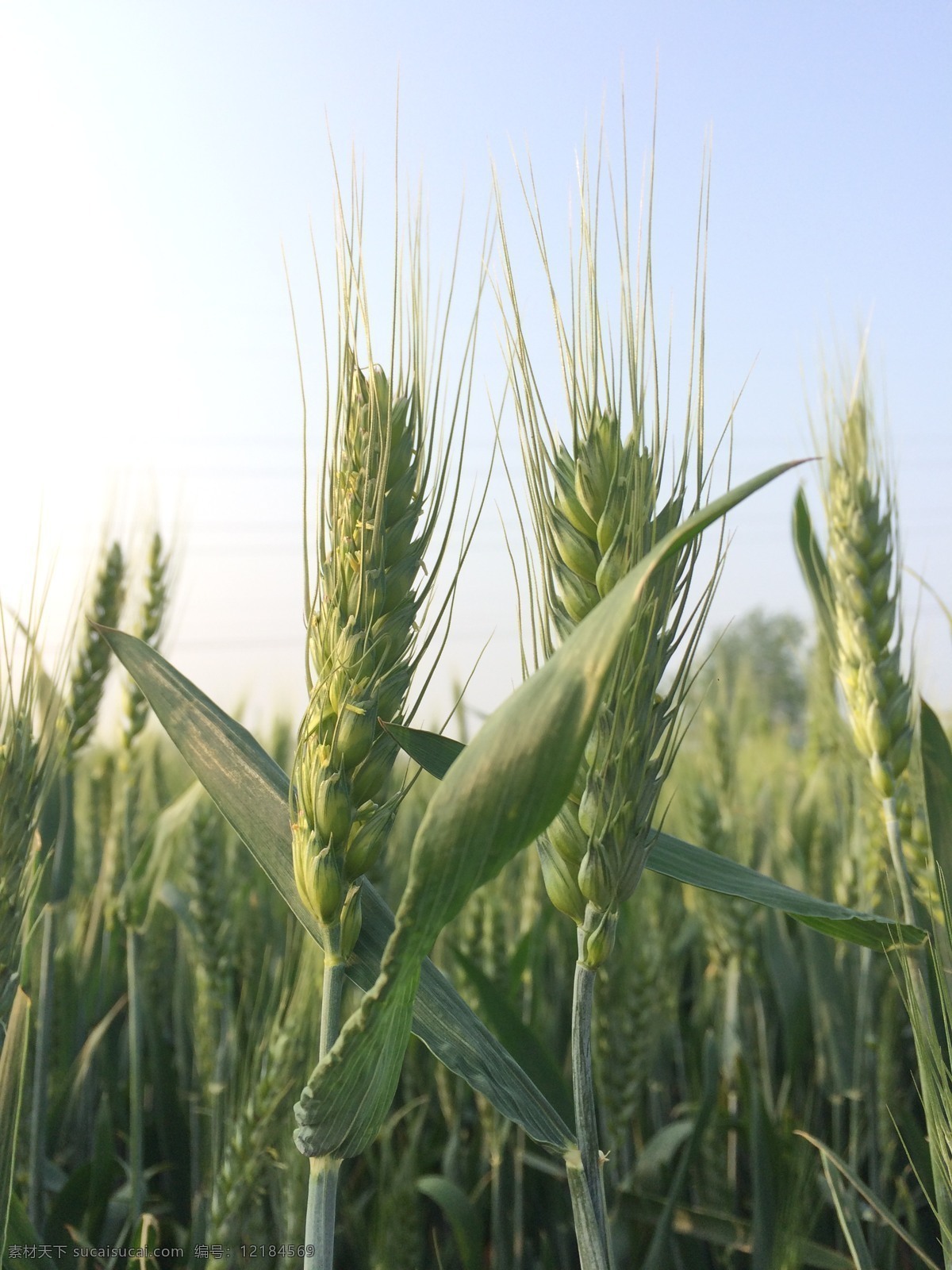 小麦 麦子 麦田 田地 粮食 生长中的麦子 庄稼 农作物 麦穗 自然景观 田园风光