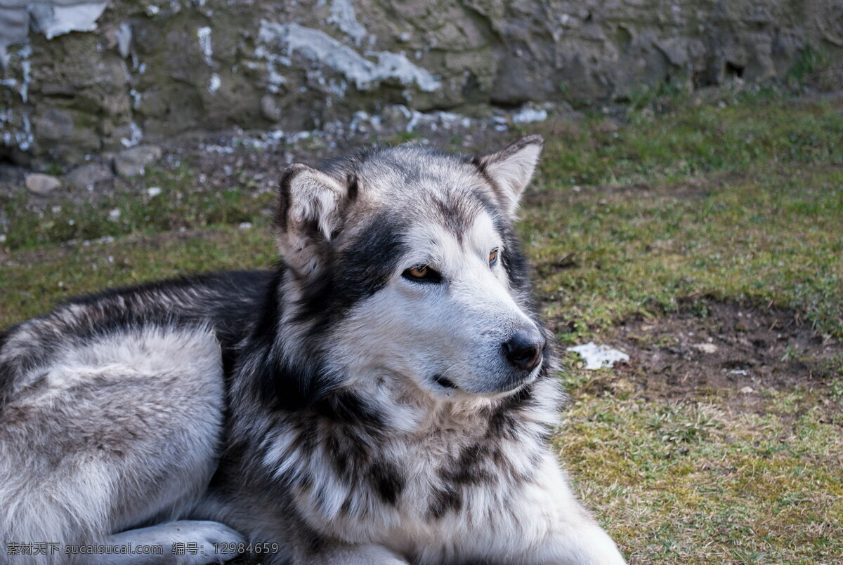 阿拉斯加 雪橇 犬 雪橇犬图片 小狗图片 狗狗图片 雪橇犬