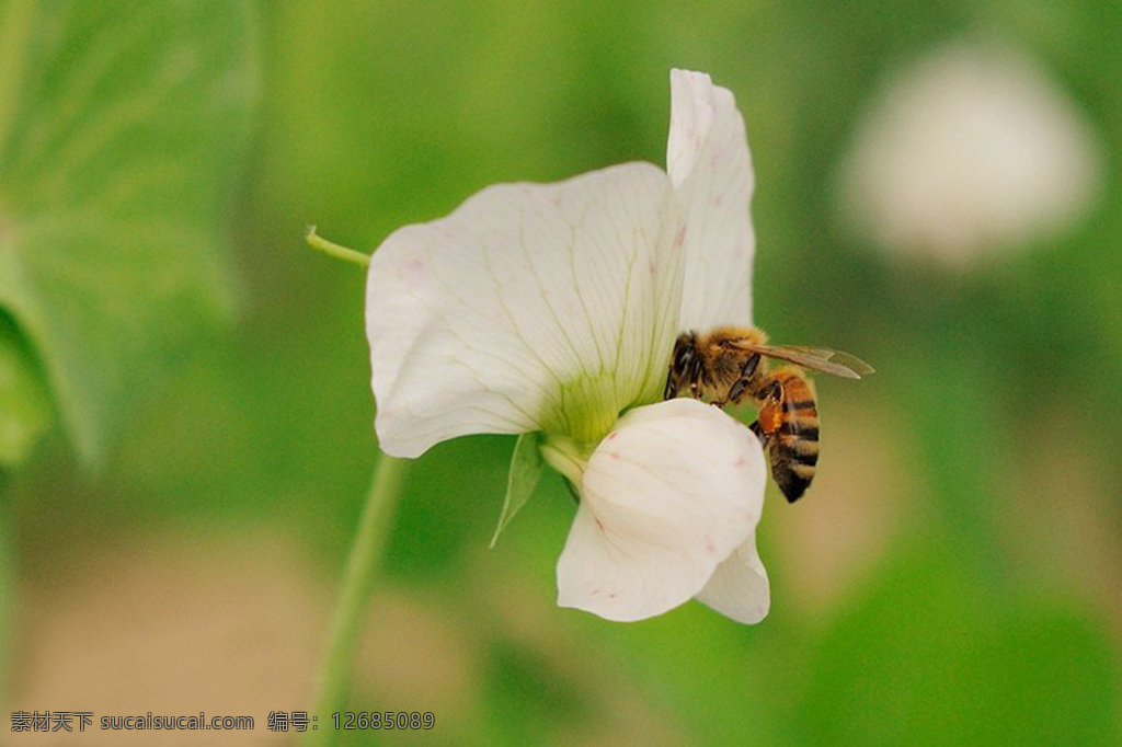 蜜蜂 觅食 花 生物 生物世界