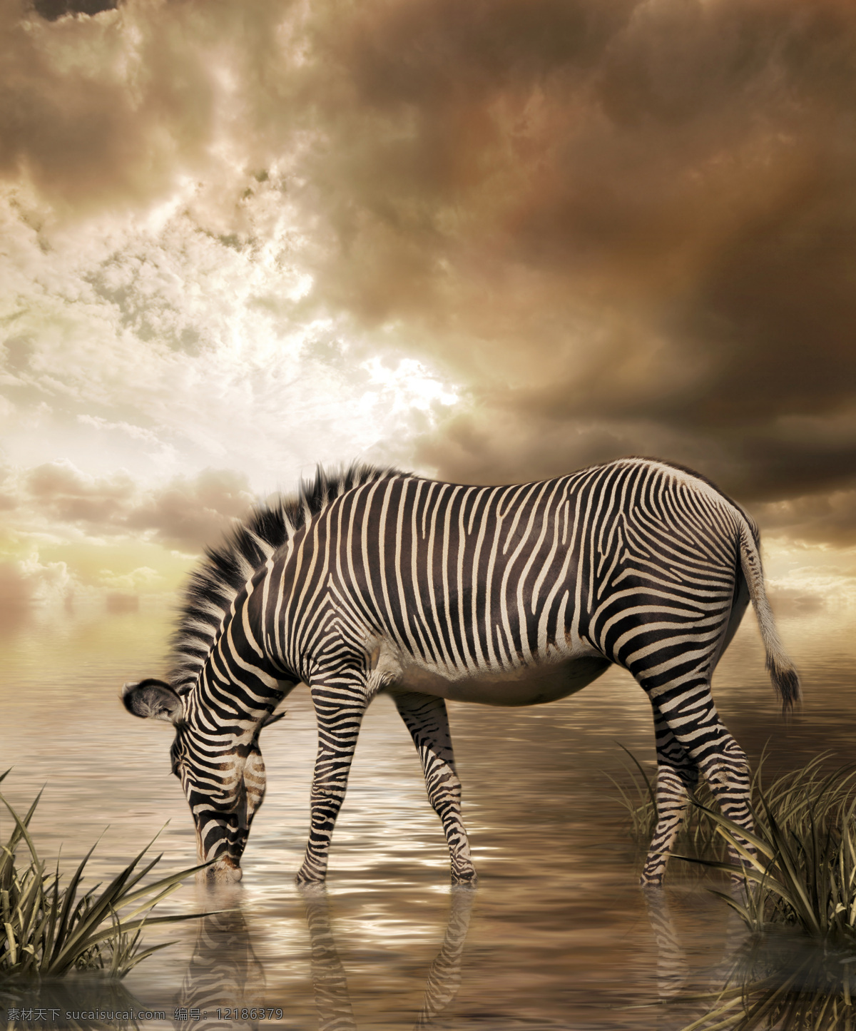 斑马 野生动物 草原动物 高清 非洲动物 动物摄影 生物世界