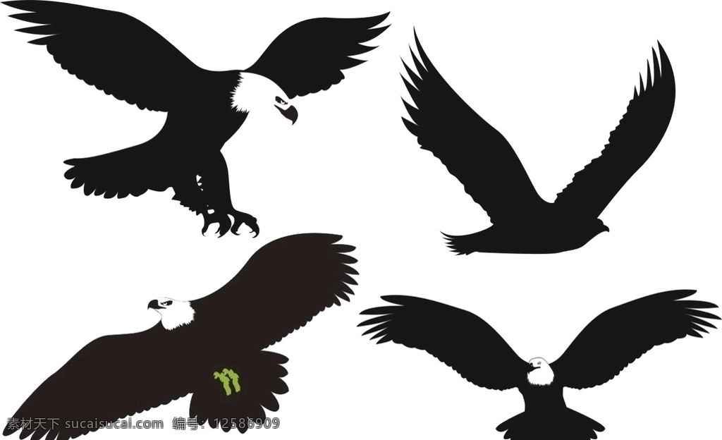 雄鹰 海鸥 飞翔 自由 白色 黑色 插画 鹰