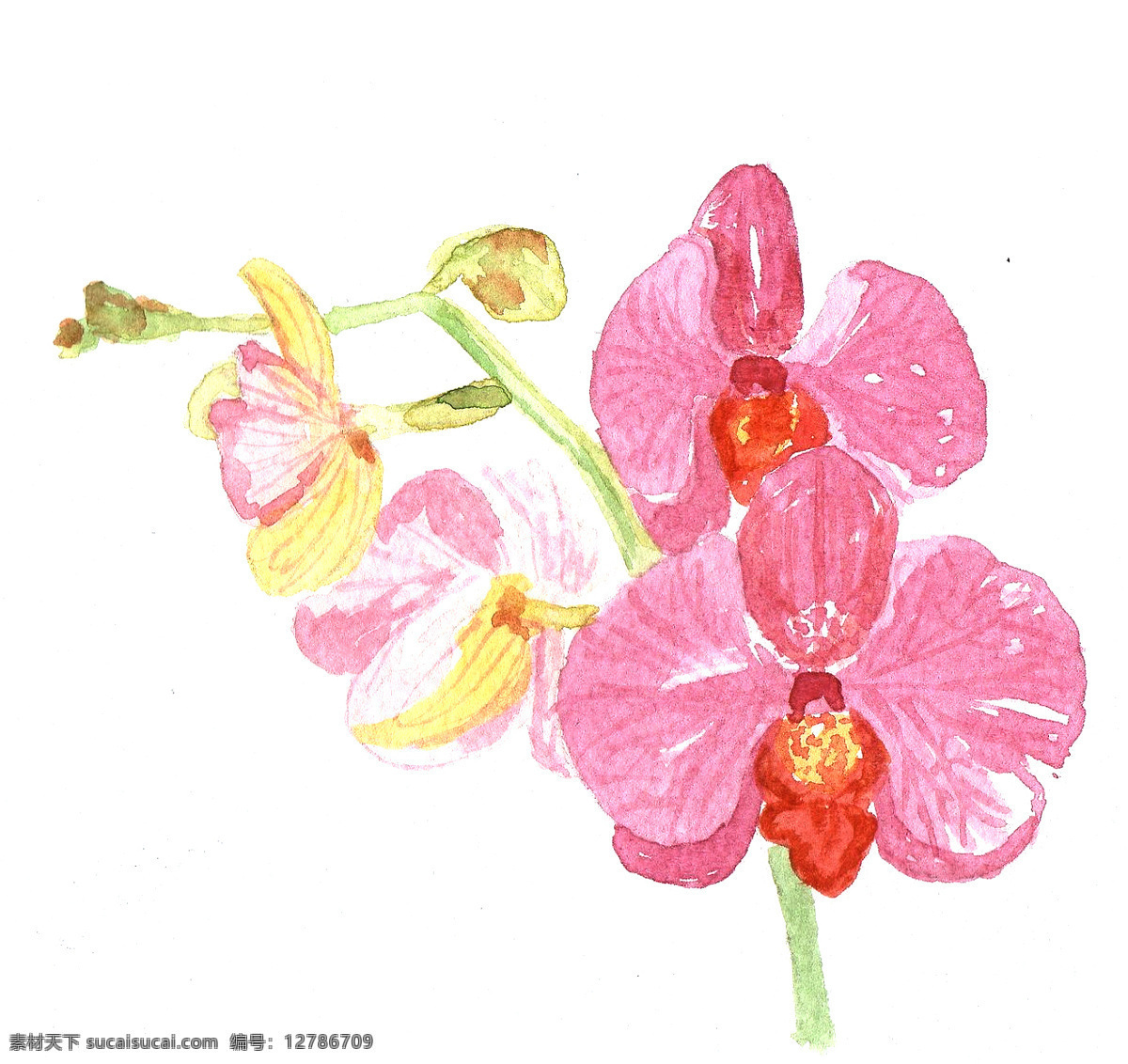 位图 植物 写意花卉 花朵 兰花 免费素材 面料图库 服装图案 白色