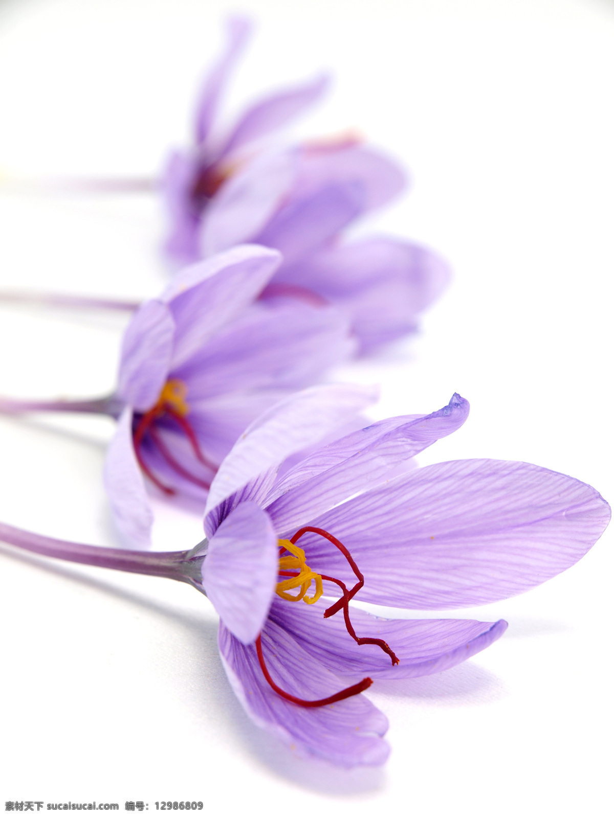 藏红花 西红花 中药 花 花朵 紫色 花蕊 花草 生物世界