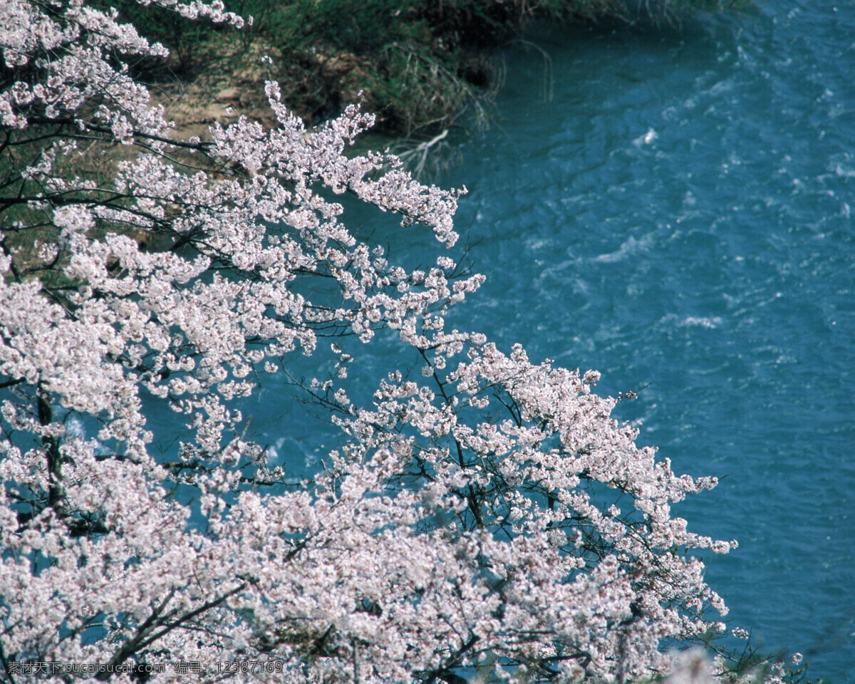 春暖花开 花瓣 花草 花朵 花卉