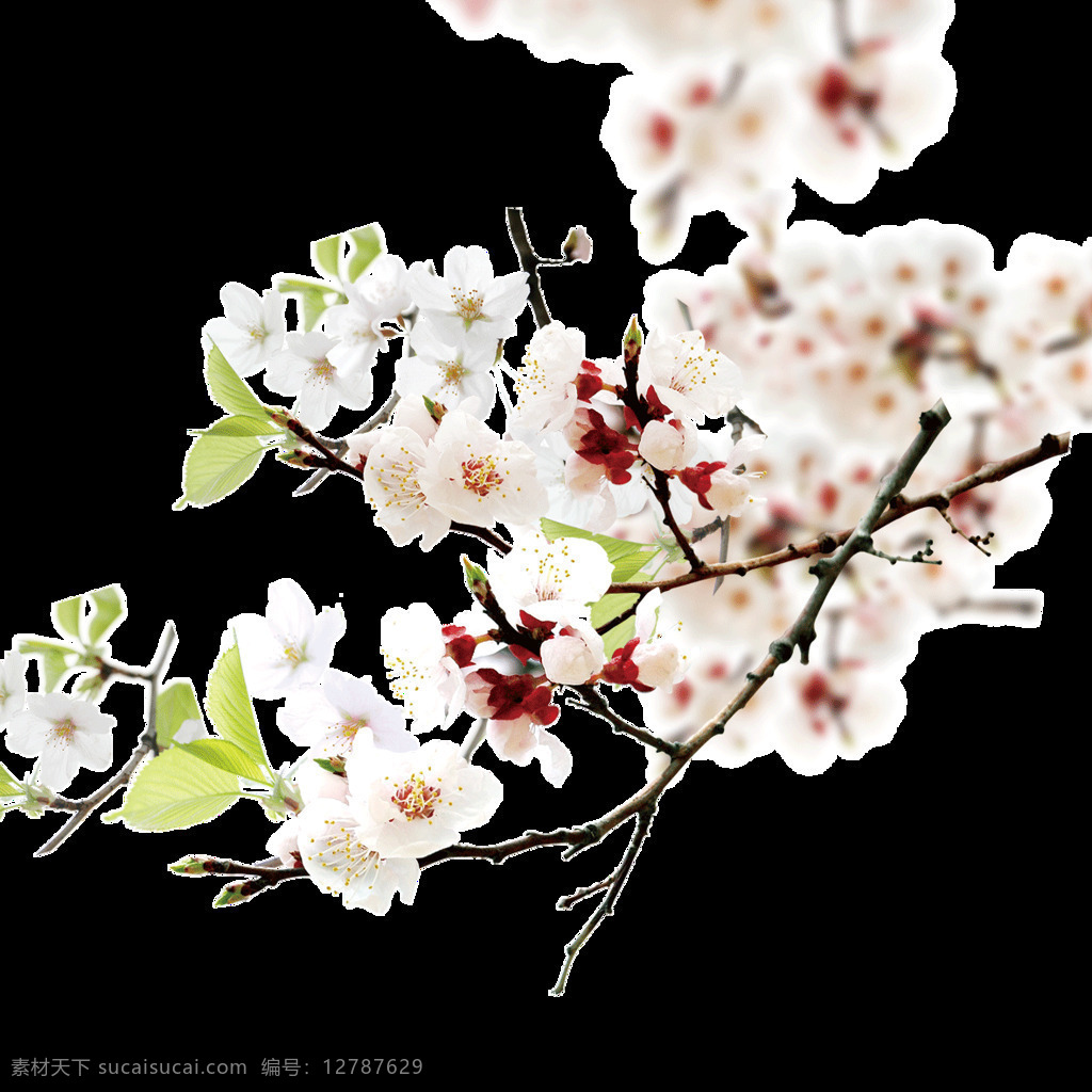 高清 花枝 图案 元素 边框素材 花草图案 花朵图案 花树 花纹图案 手绘花朵下载 中国风