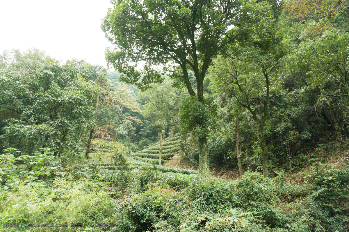 绿色山林 绿色 茶树林 山林 郁郁葱葱 灌木 旅游摄影 国内旅游