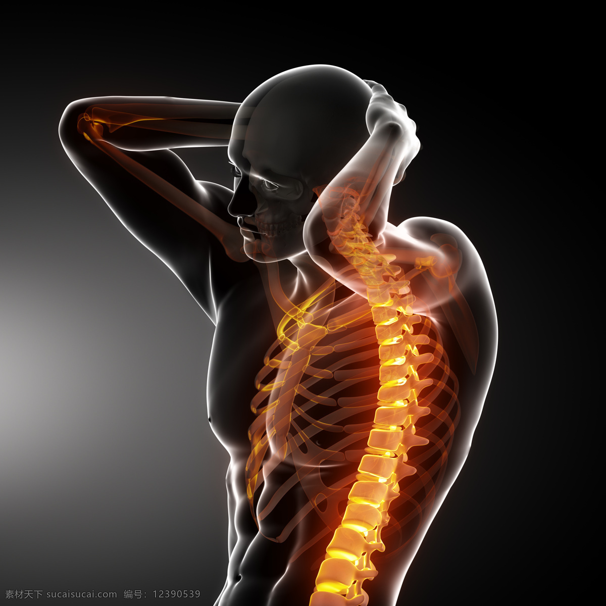 男性 人体 骨骼 人体骨骼 脊椎 脊髓 男性人体器官 医疗科学 医学 人体器官图 人物图片