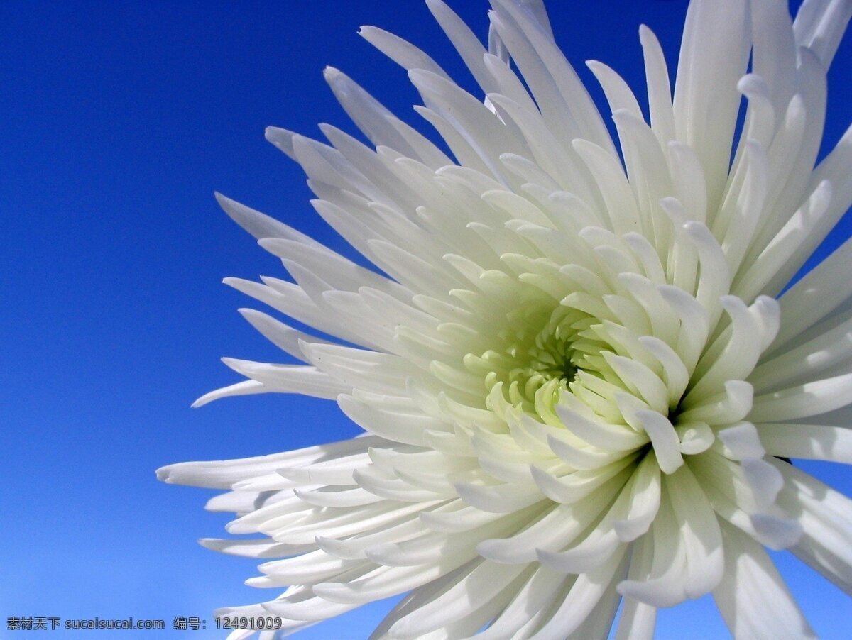 菊花 菊花图片 菊花写真 壁纸 蓝色