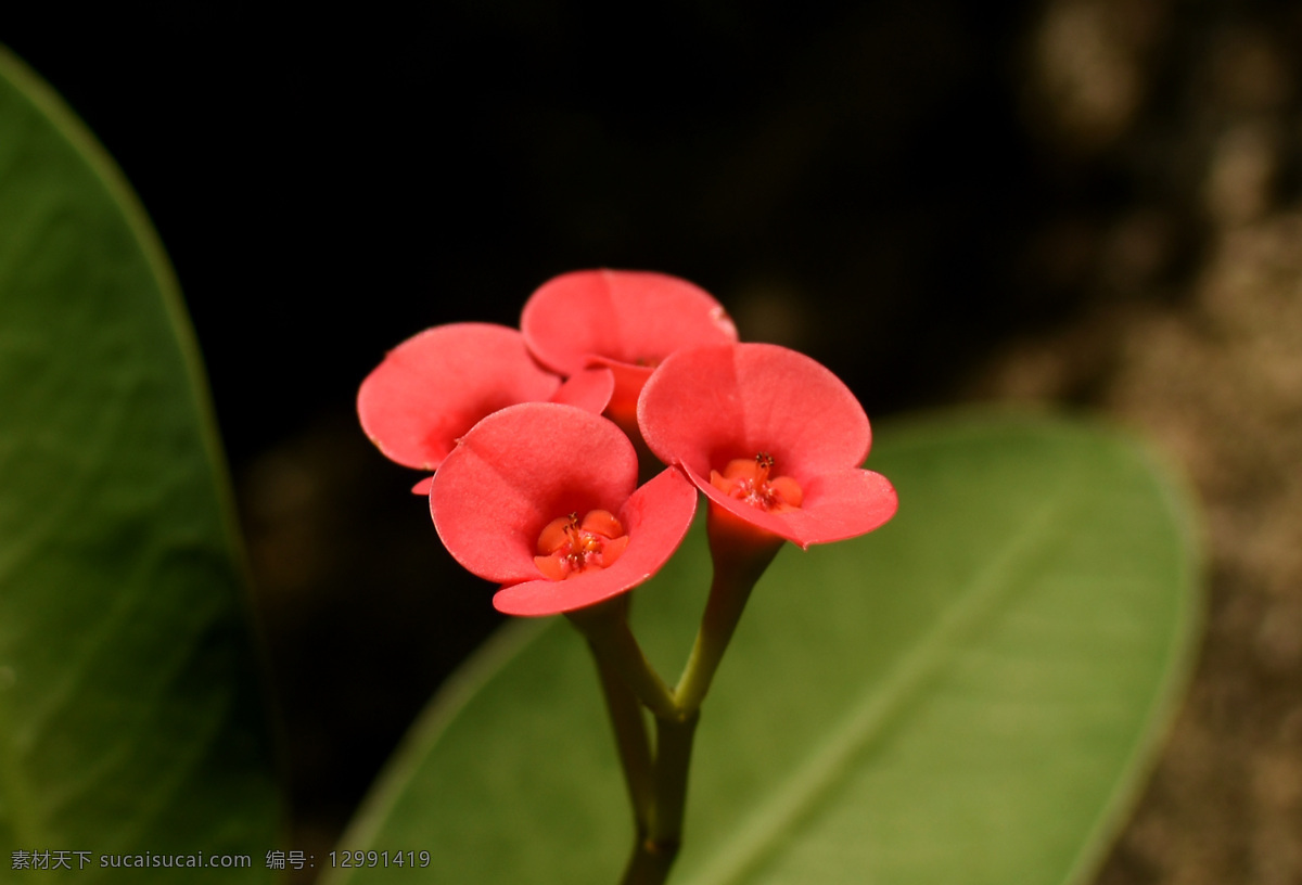 铁海棠 沙漠植物 花草 绿植 盆景 园林景观 花朵 生物世界