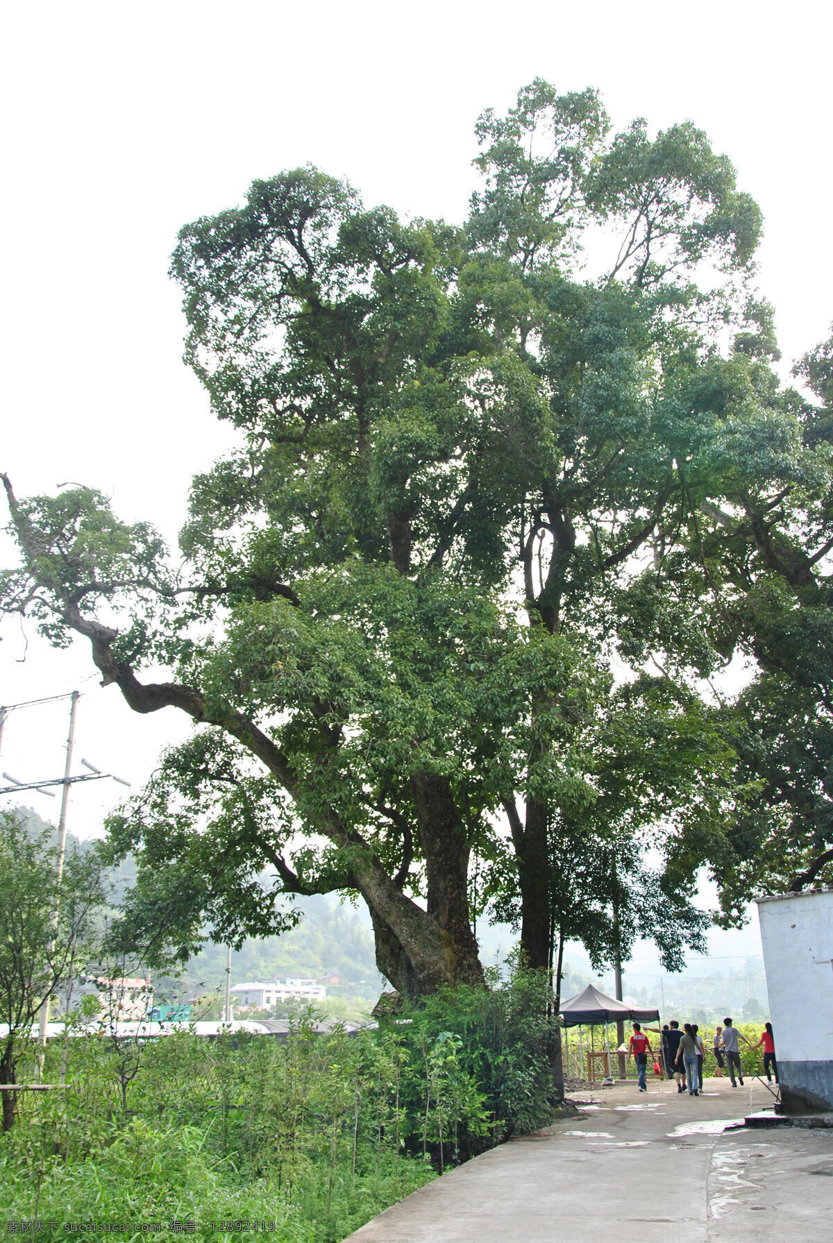 大树 小树 白云 蓝天 小路 行人 湖面 草地 园林摄影 绿色植物 树木树叶 生物世界