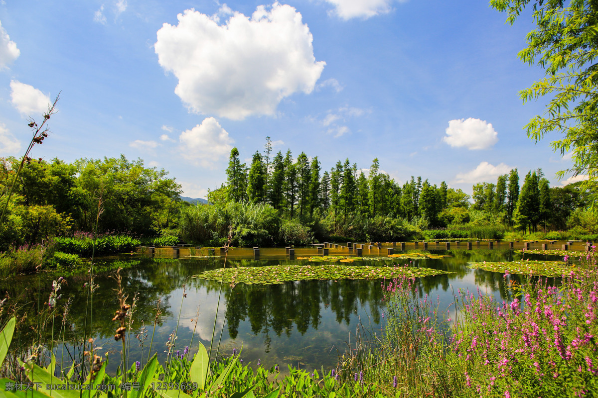 西溪湿地 2012杭州 夏季 次生湿地 生态资源 自然景观 生态保护区 旅游景区 湿地公园 自助游 国内旅游 旅游摄影
