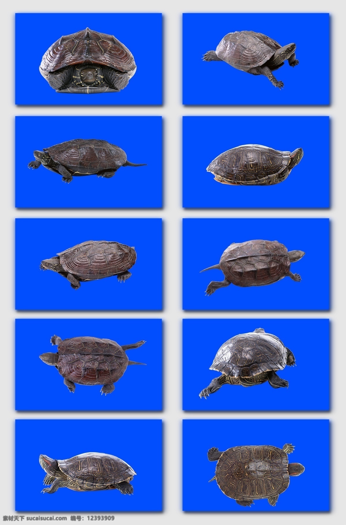 小动物乌龟海龟动物世界千年乌龟王八素材图片下载-素材编号00574307-素材天下图库