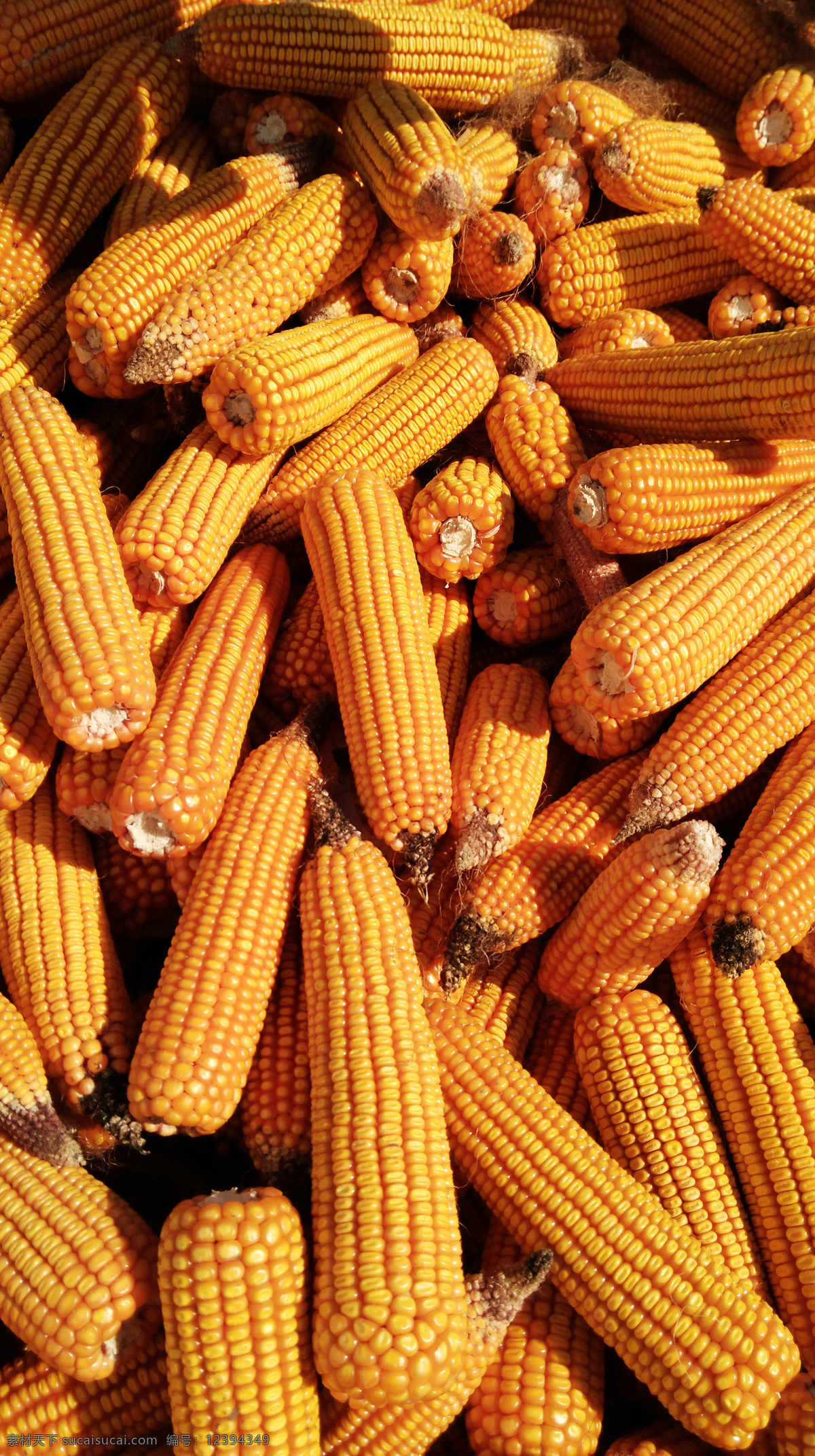 玉米 丰收 老玉米 苞米 农作物 种子 丰收景象 生物世界 蔬菜