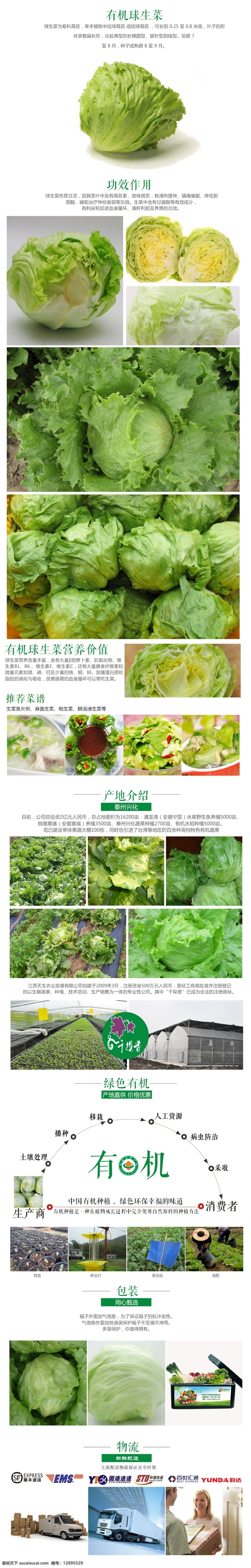 版面设计背景 广告背景 模板设计 设计素材 蔬菜 有机蔬菜类 球生菜 球 生菜 淘宝 详情 页 源文件 高清 原创设计 原创淘宝设计