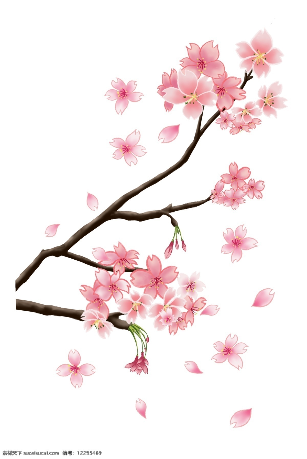 粉色 花 春季 樱花 盛开 插画 春天 手绘 樱花树 粉色花 开满花的树 粉红 春季樱花盛开 春季花开插画