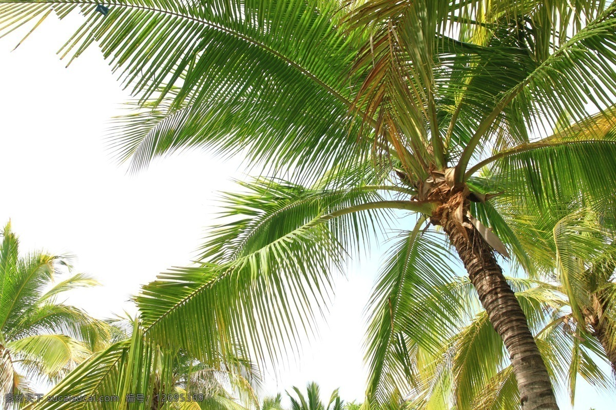 椰树 特写 高清 美丽风景 椰子 树木 植物 自然风景 摄影图库 高清图片 其他风光 自然景观 白色