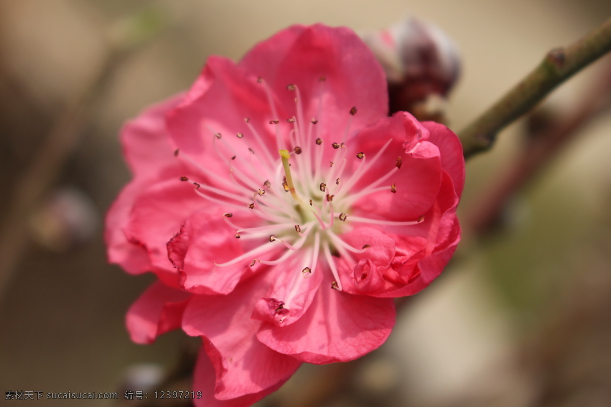 美丽桃花 桃花 桃花运 植物 花园 桃红 美丽 花朵 桃花园 春天 花香 花瓣 微距摄影 开花 花草 生物世界 红色