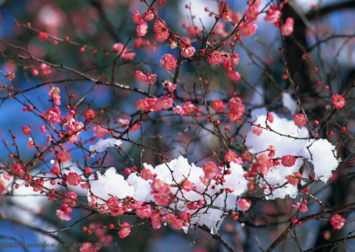 春光 春季 大自然 淡雅 风光 花草 花朵 花香 梅花 樱花 日本文化 鲜花 赏花 樱花之国 日本国花 观赏 唯美 浪漫 美景 树林 生物世界 摄影图库