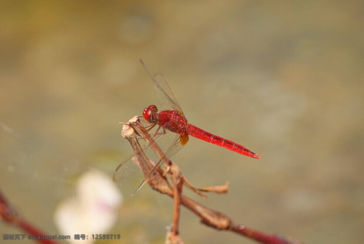 红蜻蜓 生物世界 昆虫 摄影图库
