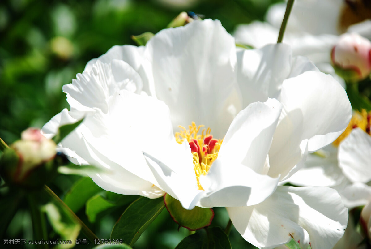 春天 花草 花朵 花卉 芍药花 生物世界 植物 校园 白 校园白芍药花 根河市 中学 校园白 psd源文件