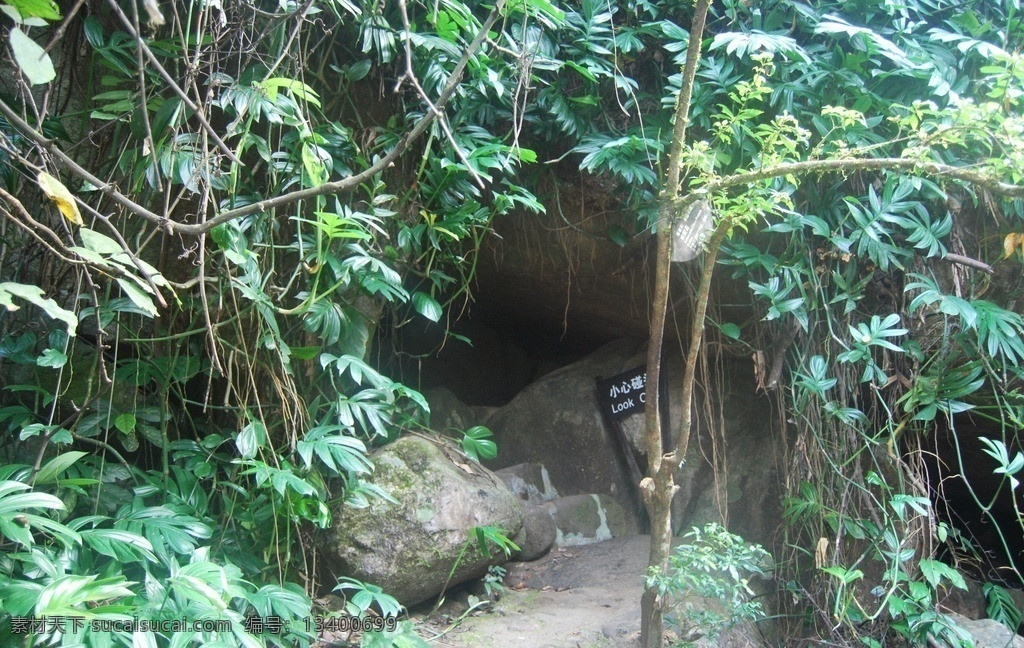 幽谷风光 树藤 爬藤植物 树木 树叶 旅游 自然风景 旅游摄影