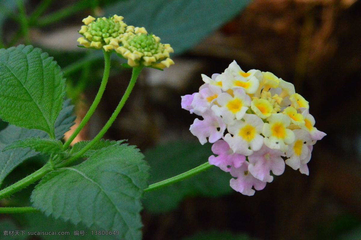 五色梅 山大丹 如意草 五彩花 五雷丹 五色绣球 花卉 花朵 花瓣 草花 绿化景观 植物 花儿 花蕊 观赏花卉 花卉大观园 生物世界 花草