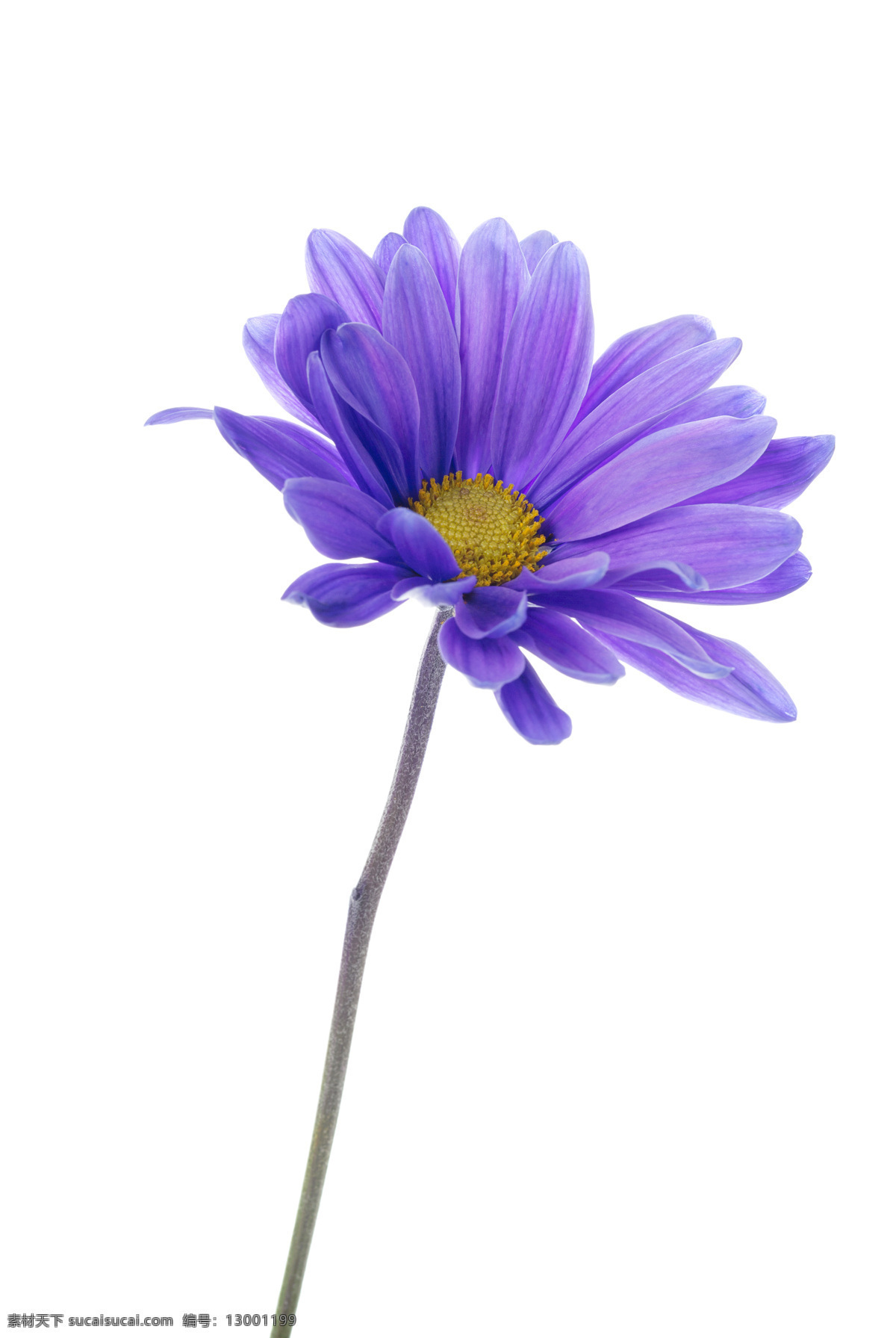 菊花 野菊 雏菊 花瓣 花卉 花朵 鲜花 花草 生物世界