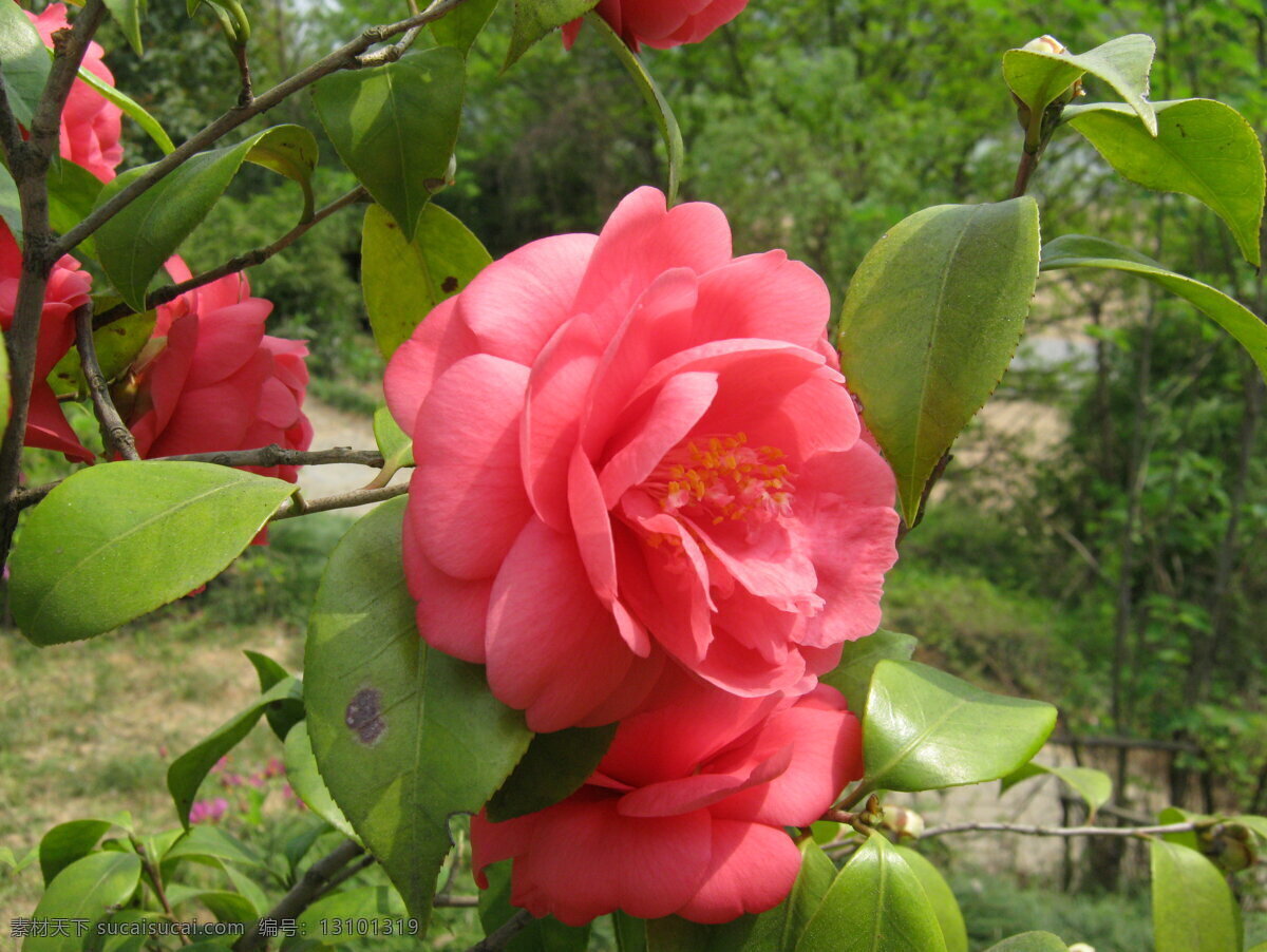 茶花 春天 粉色 红色 花草 景色 绿色 美丽 鲜艳 气息 艳丽 唯美 生物世界