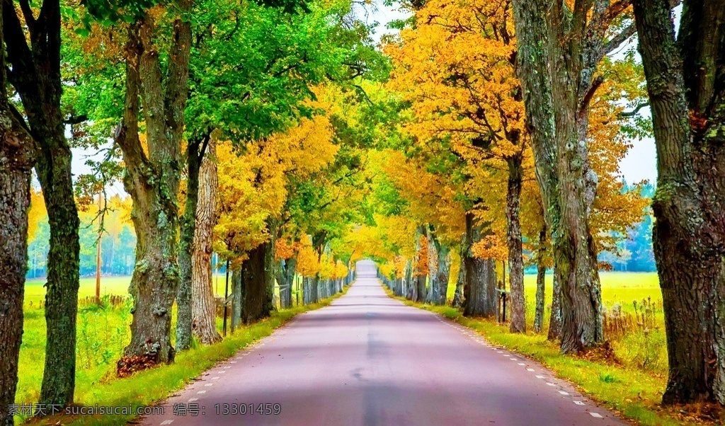 林荫 林荫大道 公路 马路 树木 自然风景 自然景观