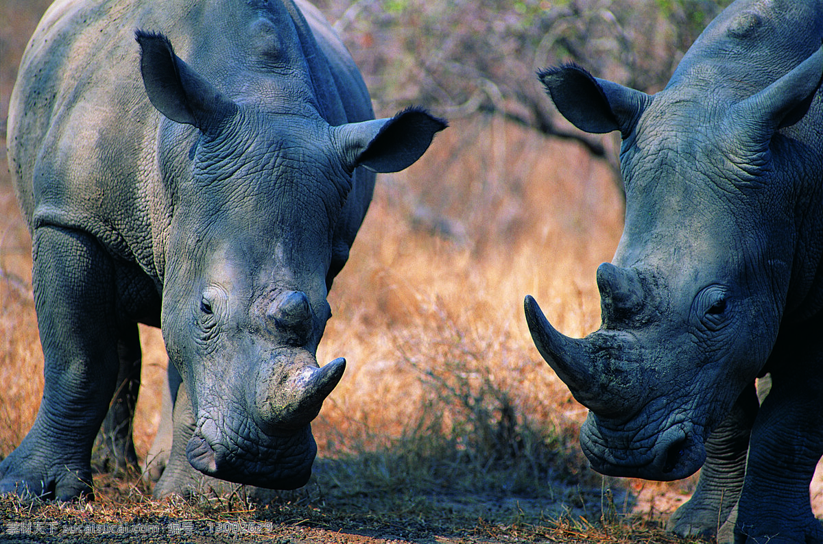 动物 野生动物 犀牛 两只犀牛 陆地动物 生物世界 黑色