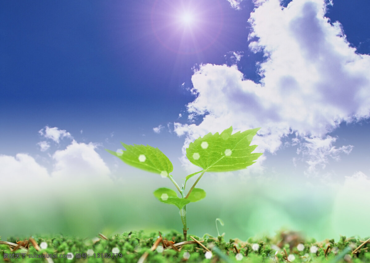 生命 力量 发芽 水珠 水 生命力量 生物世界