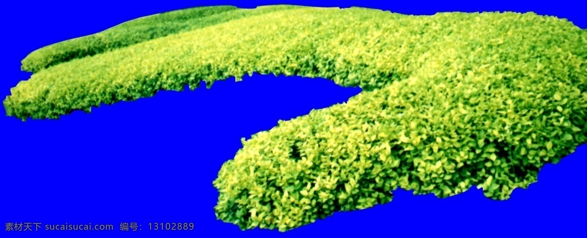 灌木 效果图 植物 配景 园林植物 配景素材 园林 建筑装饰 设计素材 3d模型素材 室内场景模型