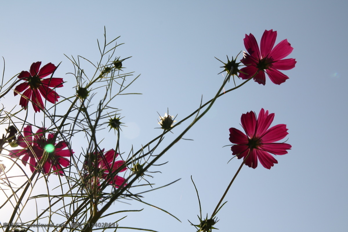 波斯菊 花 鲜花 小野花 植物 粉红花 天空 蓝天 花草 生物世界