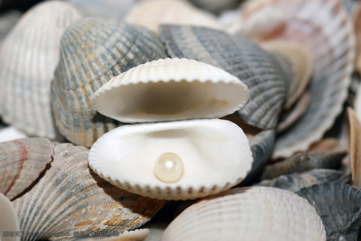 贝壳珍珠背景 珍珠 贝壳 大海 沙滩 海洋生物 沙滩上的珍珠 珍珠贝壳海螺 上 里 彩色贝壳背景 海边海螺 海边 灰色