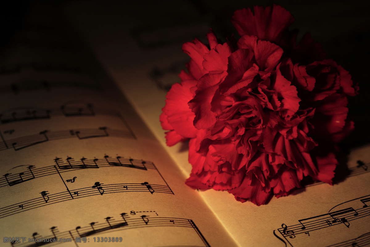 音乐 书上 红色 花朵 音乐书 五线谱 花朵花卉 美丽花朵 植物花朵 鲜花 花草树木 生物世界