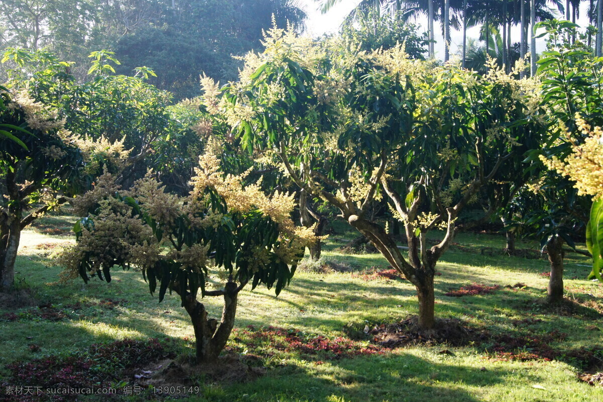 兴隆 热带 植物园 胡椒树 阳光 绿叶 草地 三亚旅游 国内旅游 旅游摄影