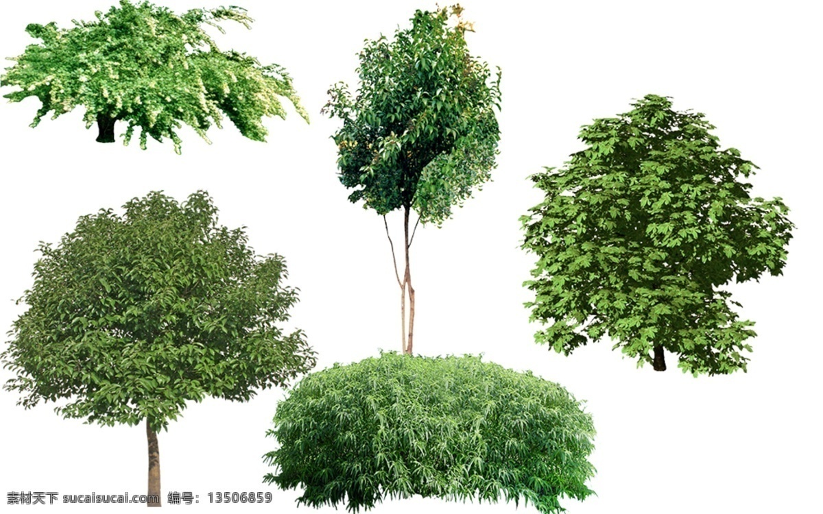 园林绿化 植物 树木 景观 糯米条 高杆 女贞 欧洲七叶树 园林灌木植物 乔木 灌木 园林景观树 后期效果 psd素材 白色