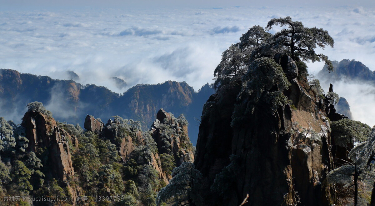 安徽 黄山 奇 松 风景