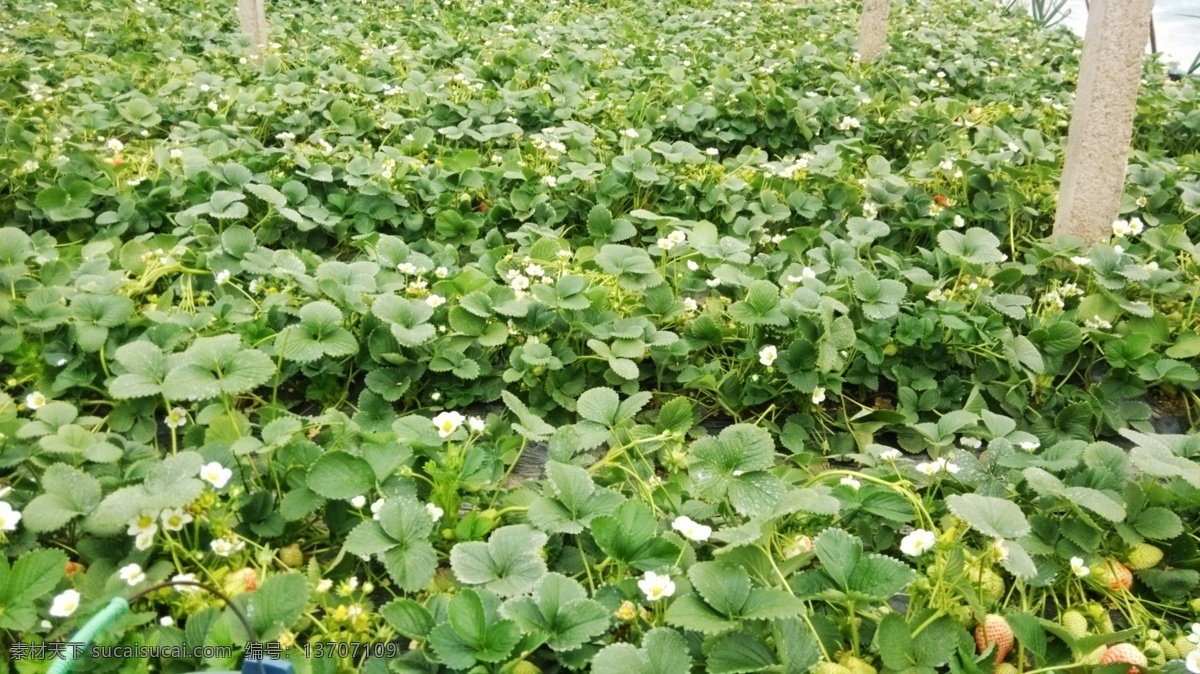 草莓地 草莓花 大片草莓 草莓叶子 绿叶 花草集 生物世界 花草