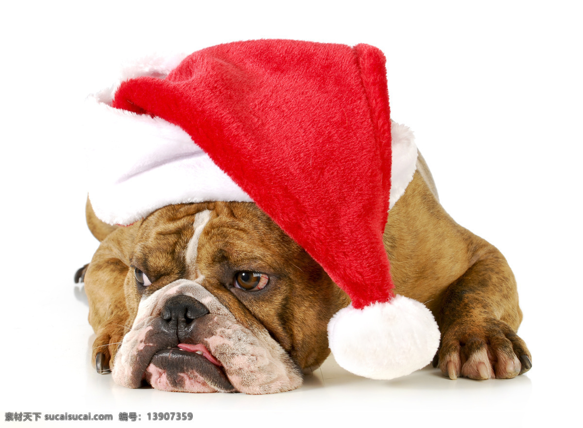 沙皮狗 圣诞狗狗 圣诞帽 圣诞节 狗狗 宠物 动物 家禽家畜 生物世界