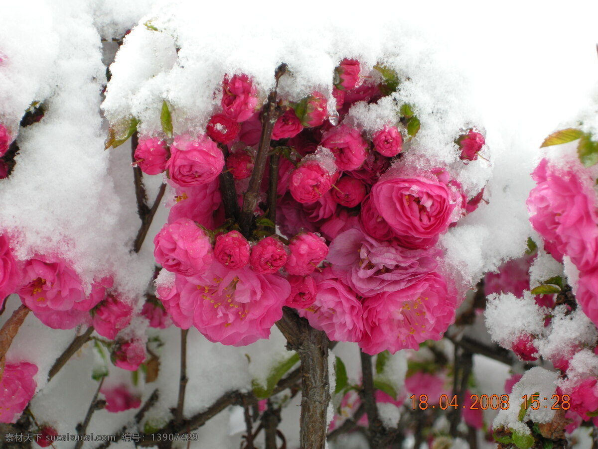 雪中 海棠花 海棠 冰雪 花枝 花朵 花儿 花蕊 粉红色 红色 雪景 花中雪 白雪 花 花草 生物世界