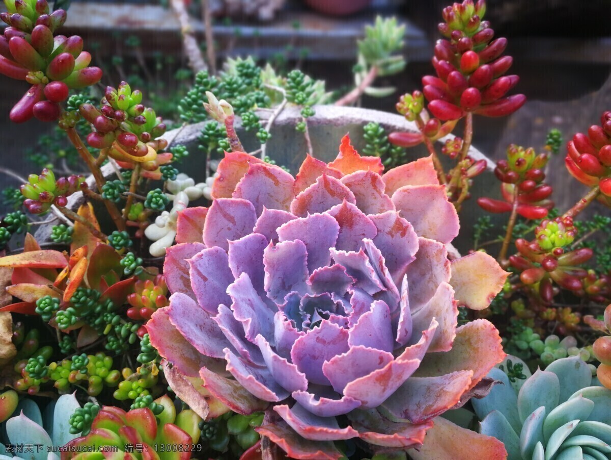 多肉植物 多肉 植物 盆景 可爱 摄影专辑 生物世界 花草