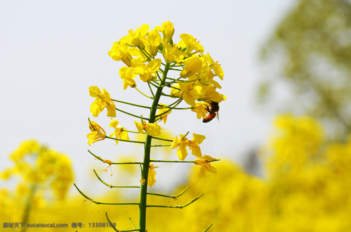 蜜蜂采花 采花 采蜜 汉中油菜花 黄灿灿 金灿灿 油菜花的世界 蜜蜂 油菜花特写 摄影作品 生物世界 昆虫