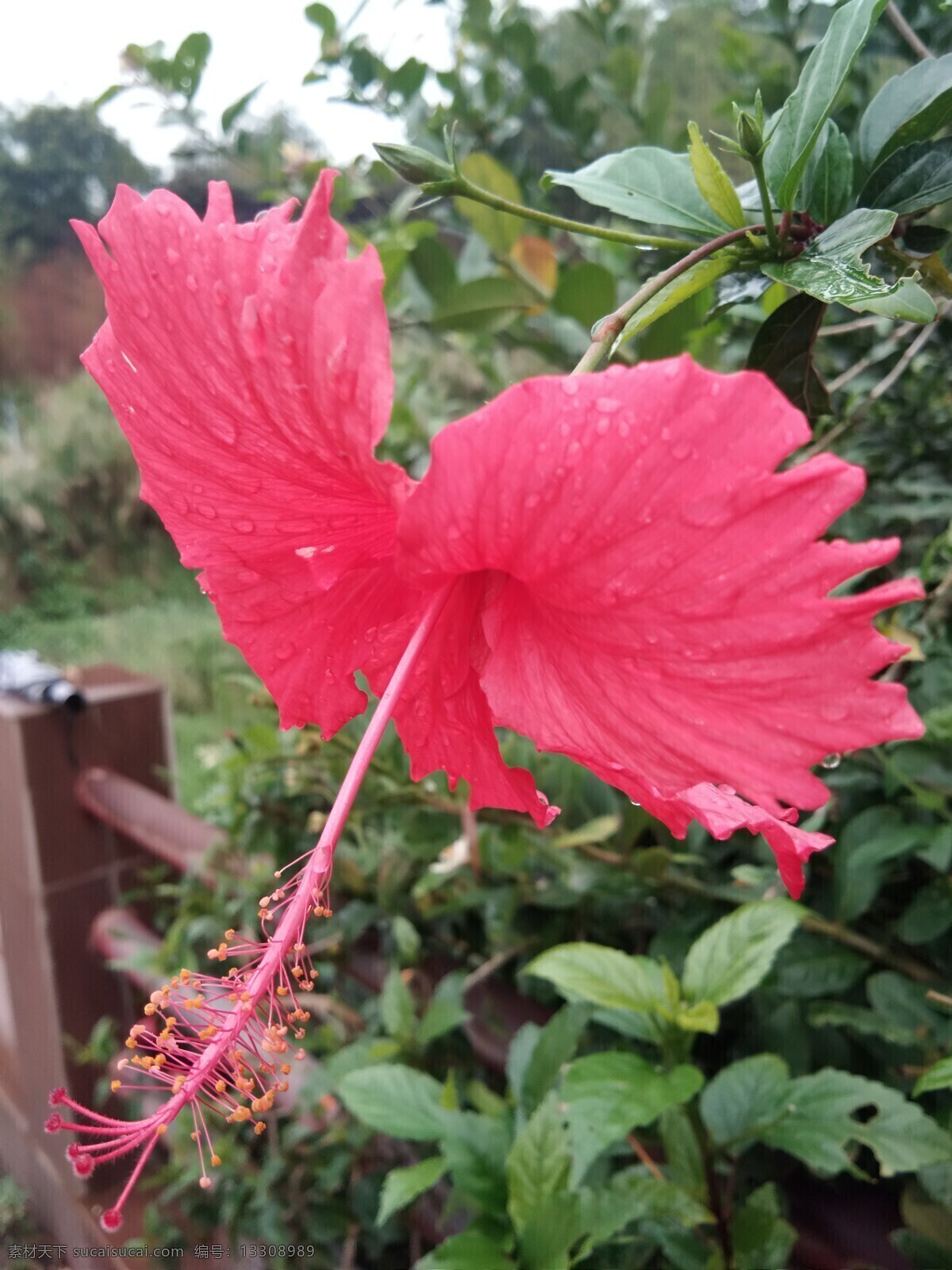 朱槿花 朱槿 花 红花 花朵 小花 小花朵 春花 生物世界 花草
