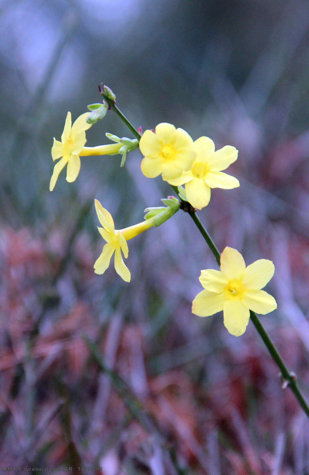 迎春花 黄色花 植物 背景 虚化 花骨朵