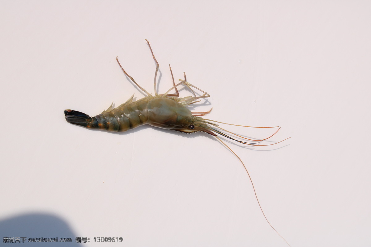 罗氏 虾 活体 实物 拍摄 罗氏虾 食物 美食 食材 生物世界 海洋生物